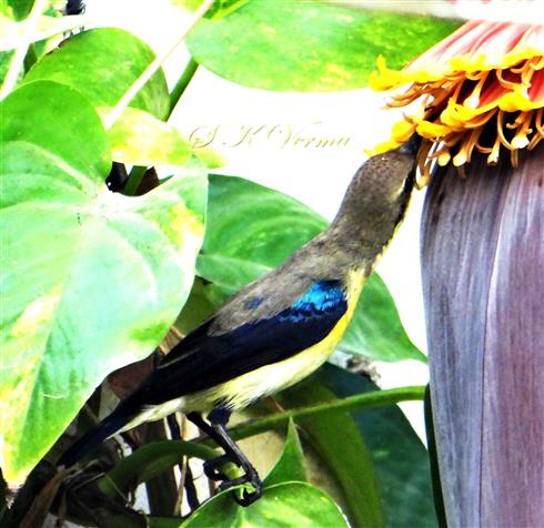  Sunbird feeding on flowers